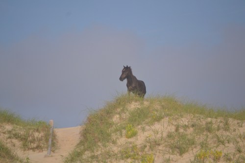 stallion on dune 6-23-2013 7-00-50 AM