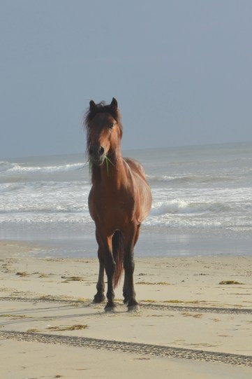 stallion sees other horse 6-23-2013 6-56-26 AM