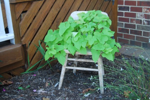 sweet potato vine 2009 9-14-2009 9-53-53 AM