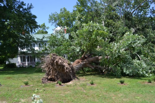 uprooted tree and house