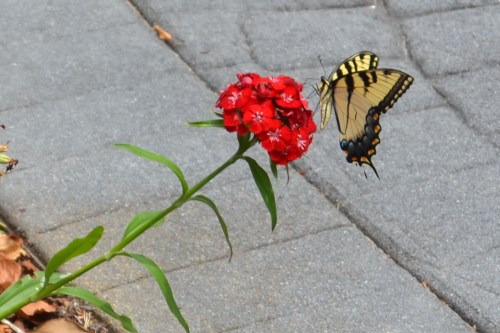 butterfly on sw william 7-8-2013 2-16-25 PM
