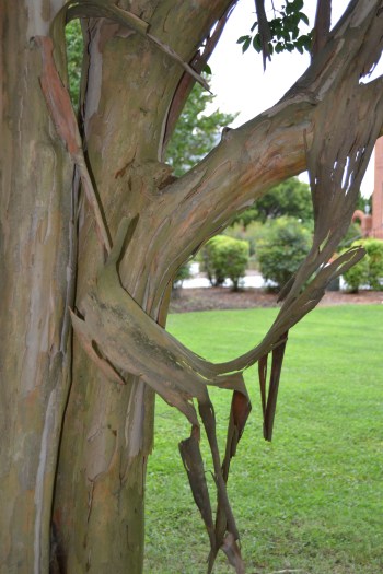 creep myrtle1 7-12-2013 1-27-53 PM