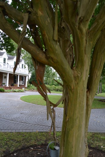 creep myrtle3 7-12-2013 1-27-11 PM