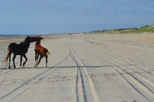 frisky babe 7-21-2013 7-20-52 AM