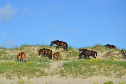 horses on dune 7-21-2013 7-25-41 AM