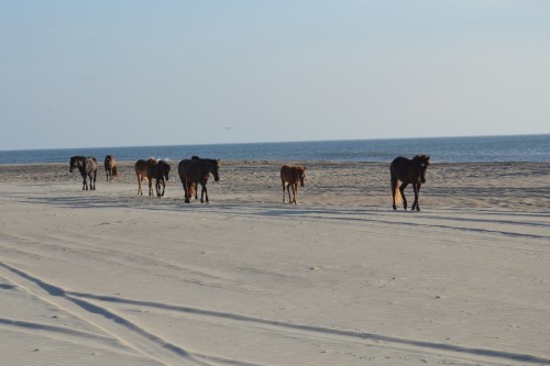 horses on the beach 7-21-2013 7-18-23 AM