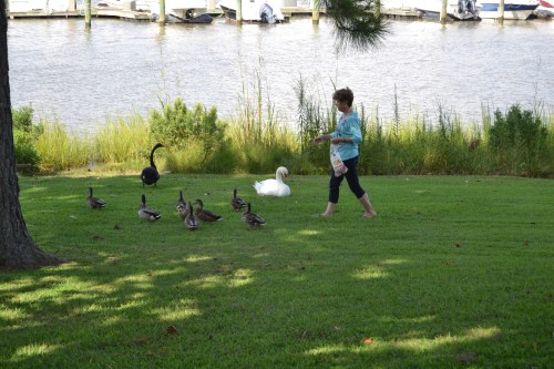 db1a 8-24-2013 4-08-39 PM