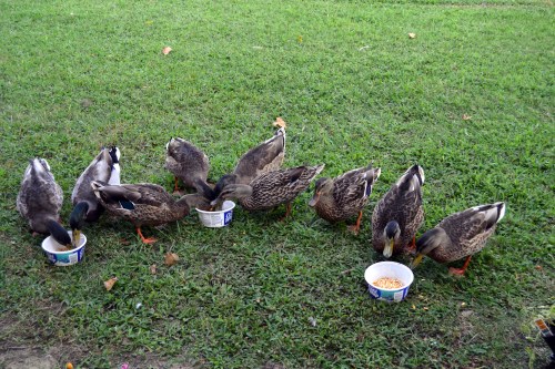 duckies 8-23-2013 8-18-46 AM