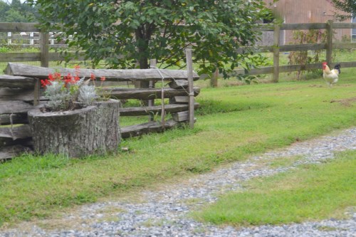 fence and chicken 8-27-2013 3-27-59 PM
