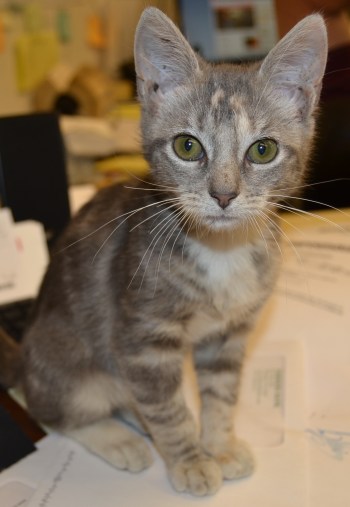 gypsy baby 8-22-2013 7-12-40 PM