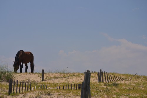 horse and fence1