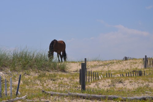 horse and fence2