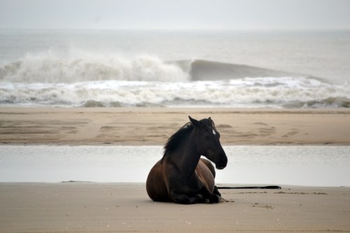 horse and surf 8-18-2013 7-48-42 AM