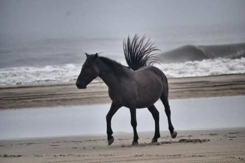 horse and tail 8-18-2013 7-55-57 AM_Snapseed