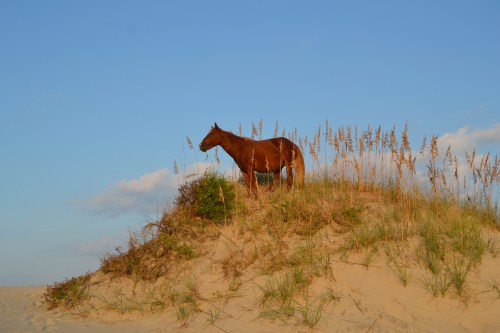 horse - golden light