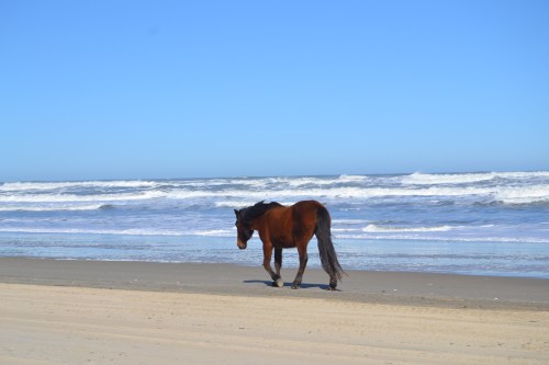 lost 3-9-2013 2-18-46 PM