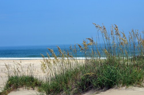 seagrass 8-11-2013 12-22-00 PM 8-11-2013 12-22-00 PM