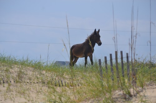 stallion1 8-11-2013 12-17-05 PM