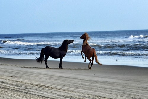 2 stallions 9-1-2013 8-30-15 AM_Snapseed