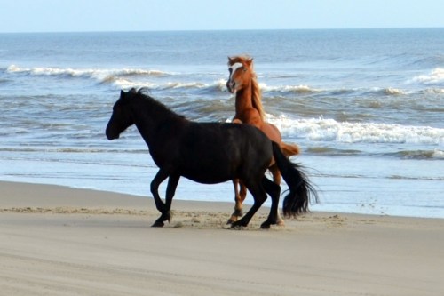 2 stallions best 9-1-2013 8-30-28 AM