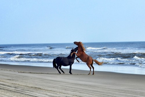 2 stallions2 9-1-2013 8-30-17 AM_Snapseed