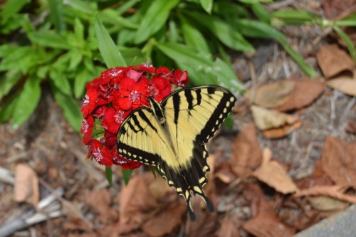 butterfly2 7-8-2013 2-16-34 PM