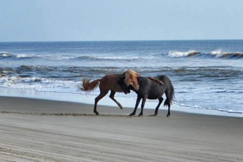 horseplay 9-1-2013 8-30-22 AM_Snapseed