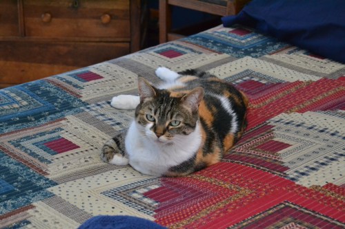 sundae on bed 4-3-2013 10-33-01 AM