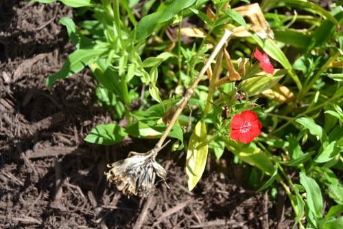 to seed 8-26-2013 3-38-45 PM