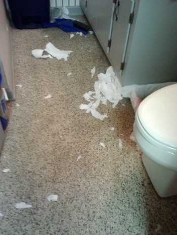 bathroom tissue 10-15-2013 12-09-03 PM