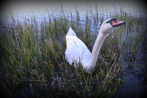 bride swan up close 9-29-2013 6-12-53 PM