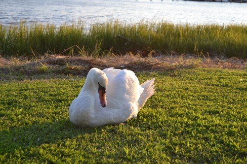 bride swan1 9-14-2013 7-10-55 AM