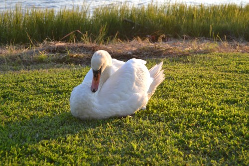 bride swan2 9-14-2013 7-10-59 AM