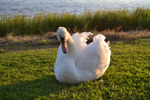 bride swan3 9-14-2013 7-12-06 AM