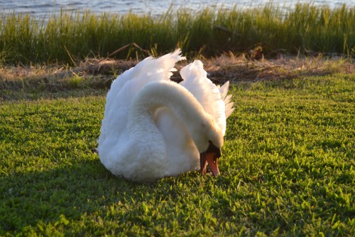 bride swan4 9-14-2013 7-12-09 AM