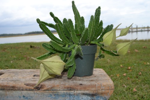 cactus1 10-7-2013 2-26-57 PM