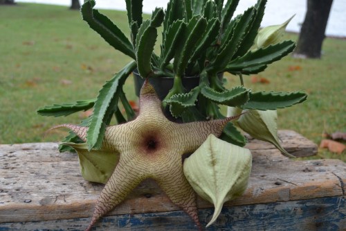 carrion bloom 10-10-2013 2-19-43 PM