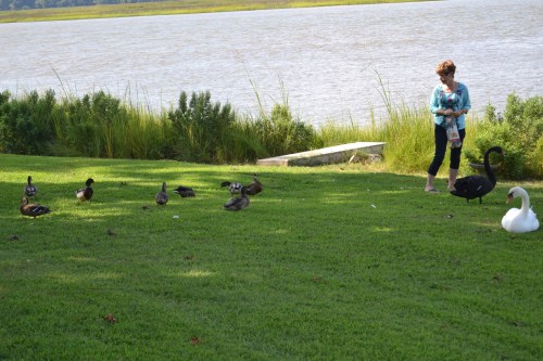 db swans ducks 8-24-2013 4-09-28 PM