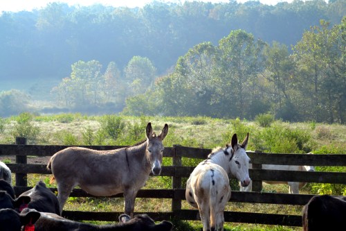 donkeys 10-6-2013 9-11-32 AM