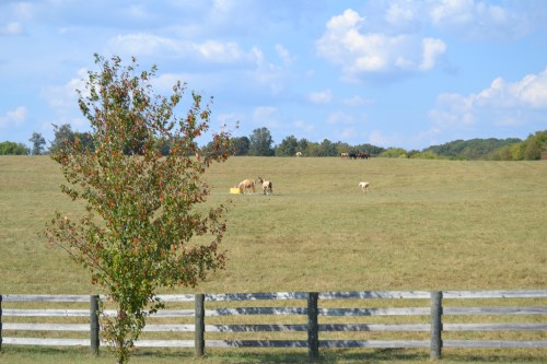 fence1a 10-5-2013 3-05-34 PM