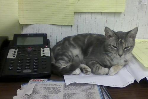 gyp-gyp 10-15-2013 9-04-38 PM