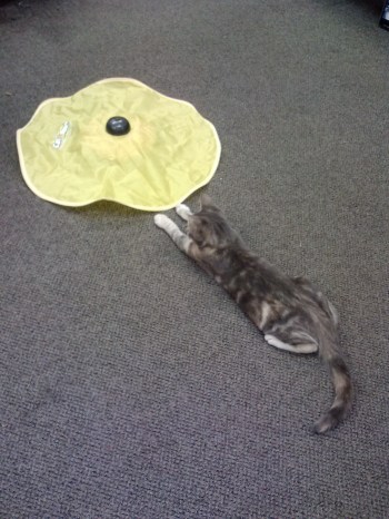 gypsy and cats meow 9-25-2013 1-24-05 PM