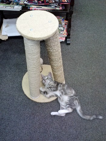 gypsy and scratching post 9-17-2013 1-44-01 PM