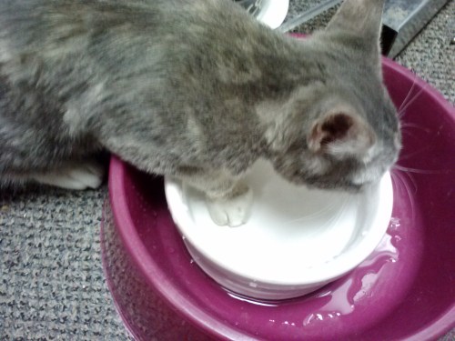 gypsy and water bowl 10-3-2013 10-23-22 AM