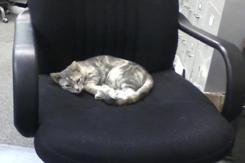 gypsy in chair 10-29 10-29-2013 7-37-32 PM