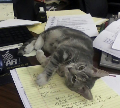 gypsy on desk -9-27-13 9-27-2013 10-49-19 PM 9-27-2013 10-49-19 PM