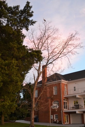 heron last 7-14-2013 8-27-07 PM