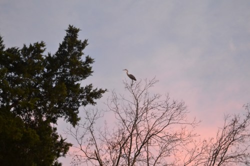 heron1 7-14-2013 8-26-49 PM
