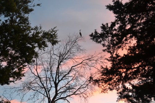 heron2 7-14-2013 8-27-36 PM