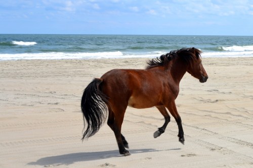 horse 2 9-26-2013 1-12-23 PM